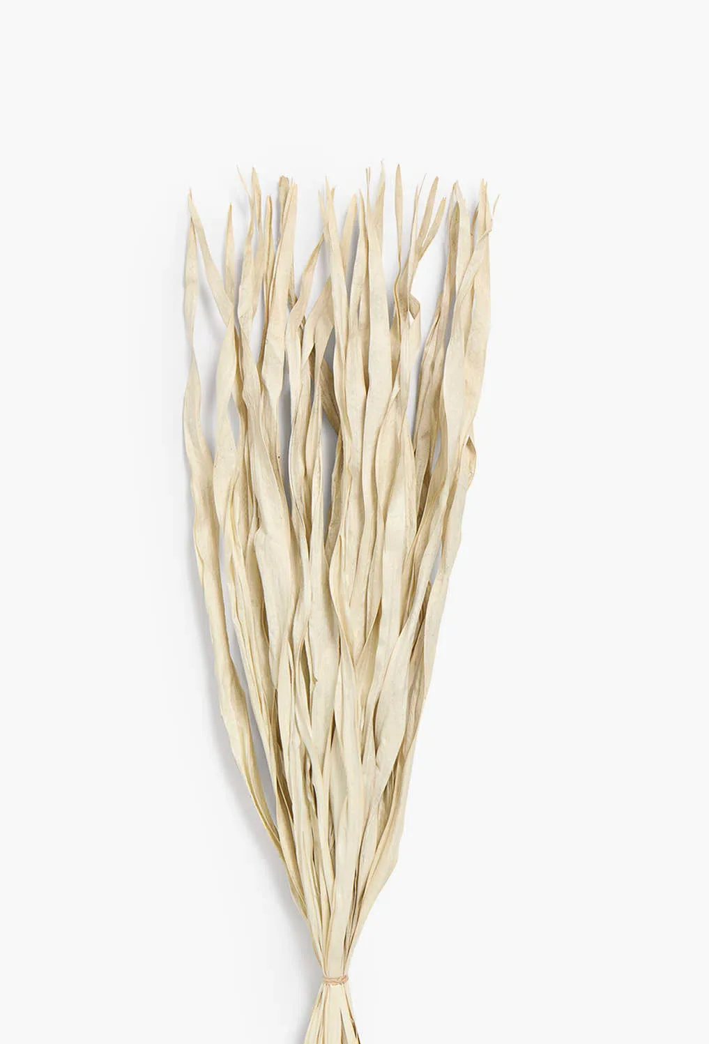 Ramillete de hojas secas gris Rotun - Image 5