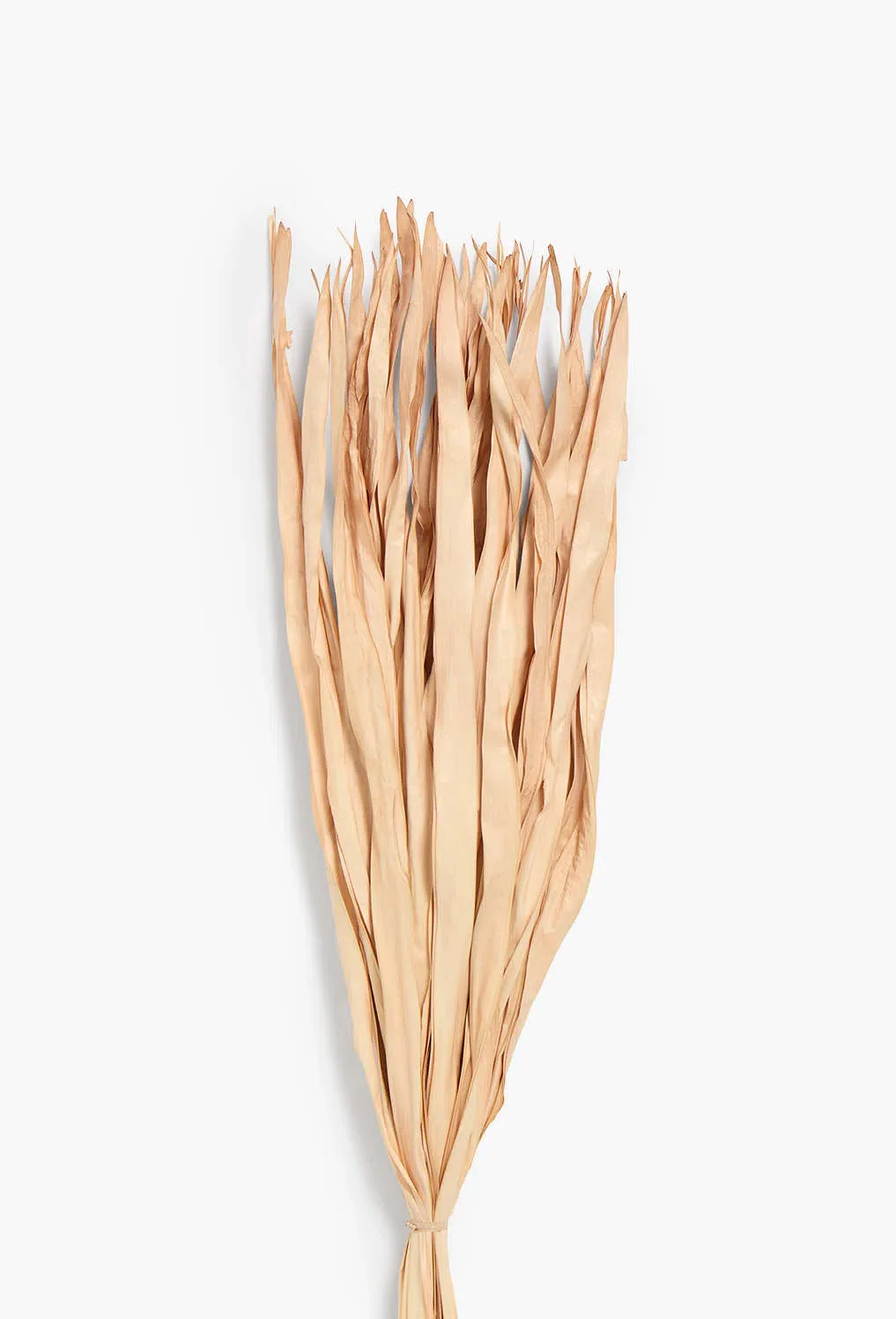 Ramillete de hojas secas rosa Rotun - Image 4