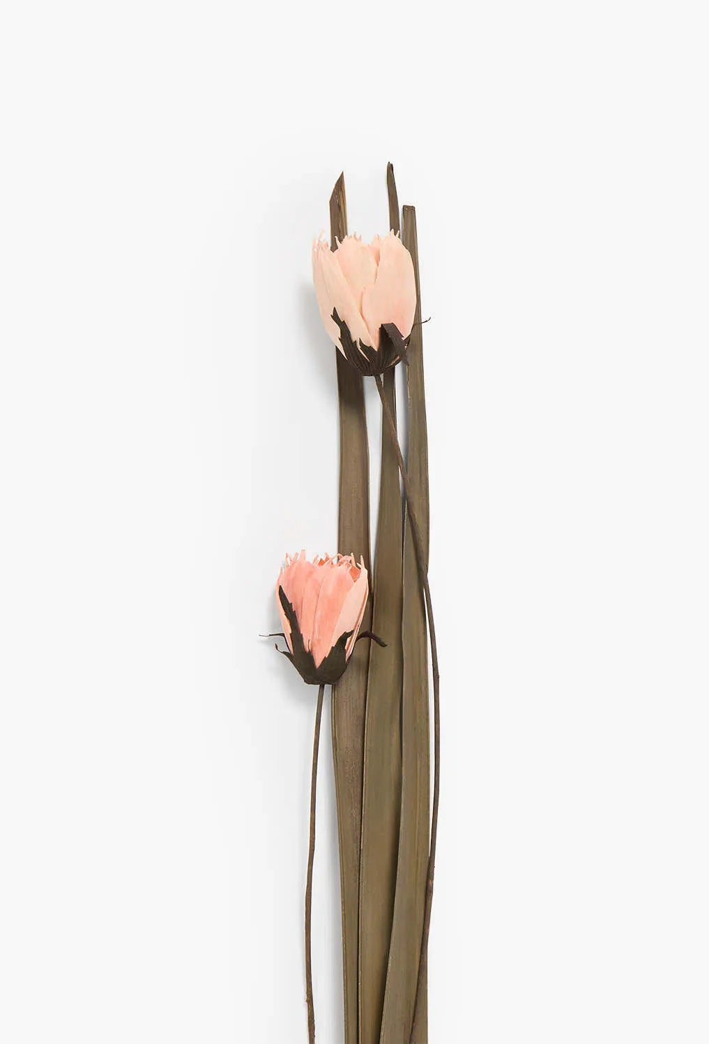 Set de 2 ramos de flores secas dalia rosa Frutes - Image 3